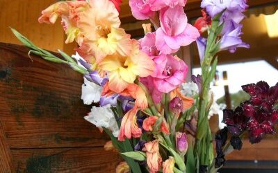 Blumen und Obst selbst pflücken beim Obstbau Rüdiger