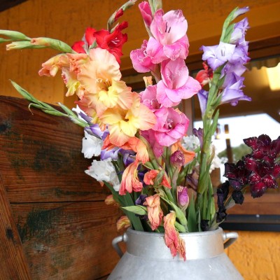 Blumen und Obst selbst pflücken beim Obstbau Rüdiger