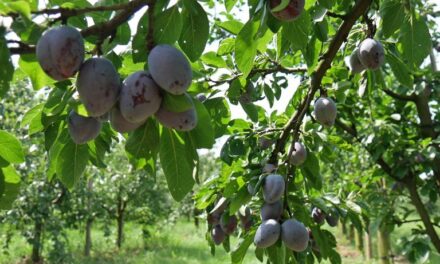 Obst und Blumen – Selbstpflücke beim Obstbau Rüdiger