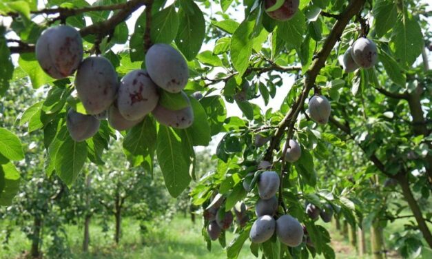 Obst und Blumen – Selbstpflücke beim Obstbau Rüdiger