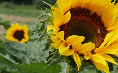 Blumen und Obst selbst pflücken beim Obstbau Rüdiger