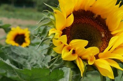 Blumen und Obst selbst pflücken beim Obstbau Rüdiger