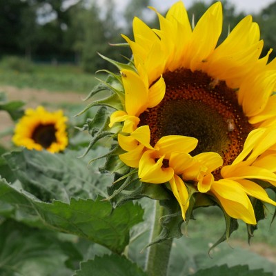 sonnenblumen-pfluecken-200x200@2x