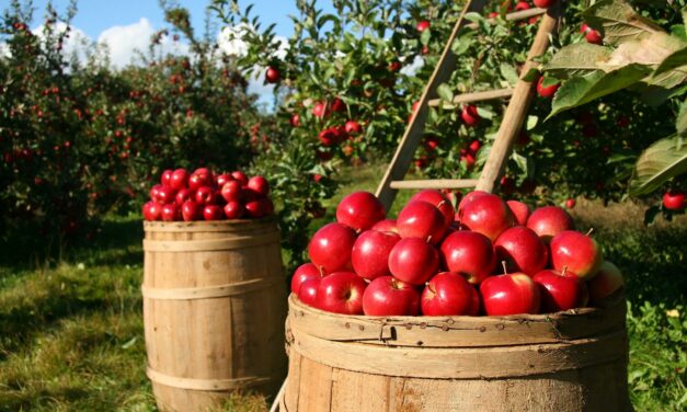 Äpfel, Blumen uvm. beim Obstbau Rüdiger