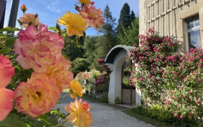 Workshop-Reihe „Rosige Aussichten“ am Schloss Thürmsdorf 2024
