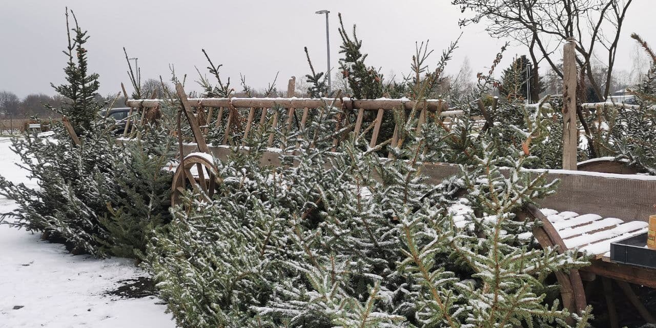 Weihnachtsbäume beim Obstbau Rüdiger