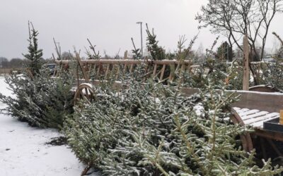 Weihnachtsbäume beim Obstbau Rüdiger