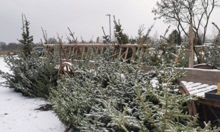 Weihnachtsbäume beim Obstbau Rüdiger