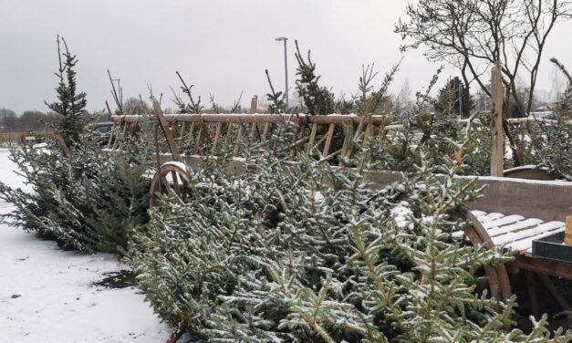 Weihnachtsbäume beim Obstbau Rüdiger