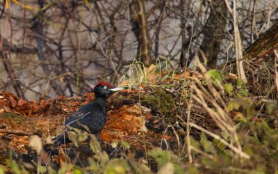 Öffentliche Veranstaltungen Nationalpark- und Forstverwaltung APRIL 2026