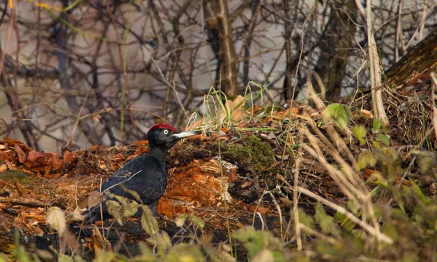 Öffentliche Veranstaltungen Nationalpark- und Forstverwaltung APRIL 2026
