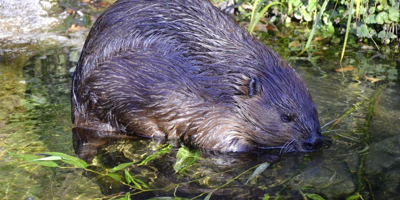 „Der Elbebiber – Rebell der Artenvielfalt“ …