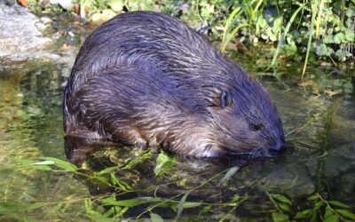 „Der Elbebiber – Rebell der Artenvielfalt“ …