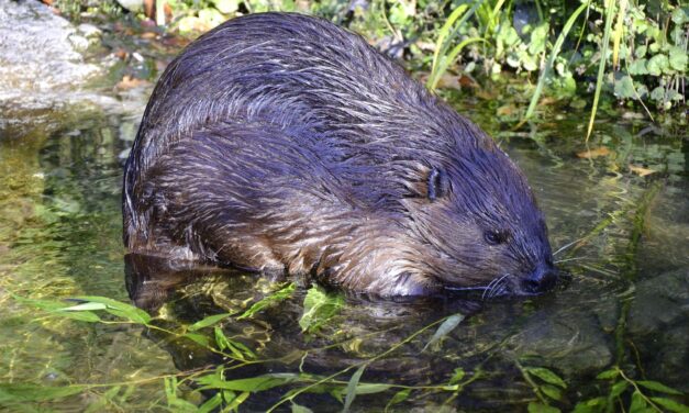 „Der Elbebiber – Rebell der Artenvielfalt“ …
