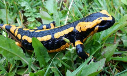 Öffentliche Veranstaltungen Nationalpark- und Forstverwaltung MAI/JUNI 2026