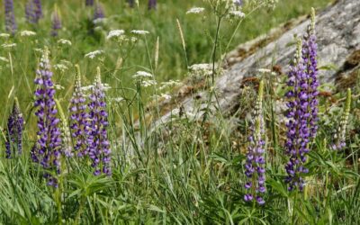 Öffentliche Veranstaltungen Nationalpark- und Forstverwaltung JUNI/JULI 2026