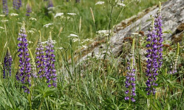 Öffentliche Veranstaltungen Nationalpark- und Forstverwaltung JUNI/JULI 2026