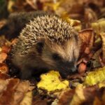 pixabay monicore-hedgehog-985315_640