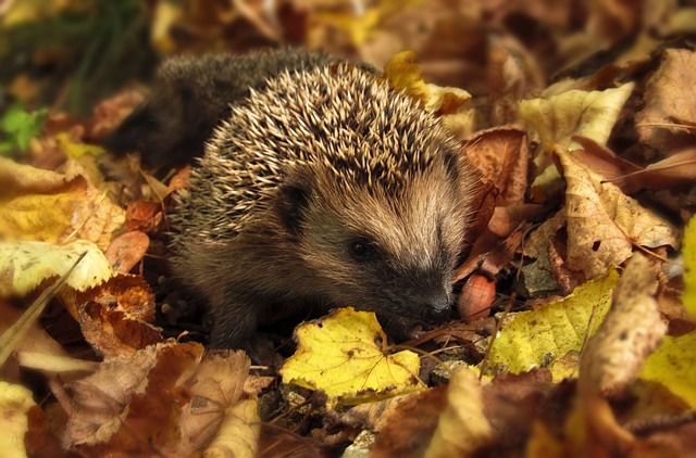 pixabay monicore-hedgehog-985315_640
