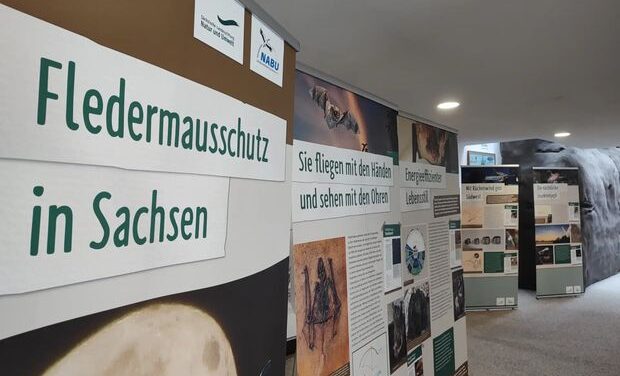 Fledermausschutz in Sachsen – Auf den Spuren der lautlosen Jäger der Nacht