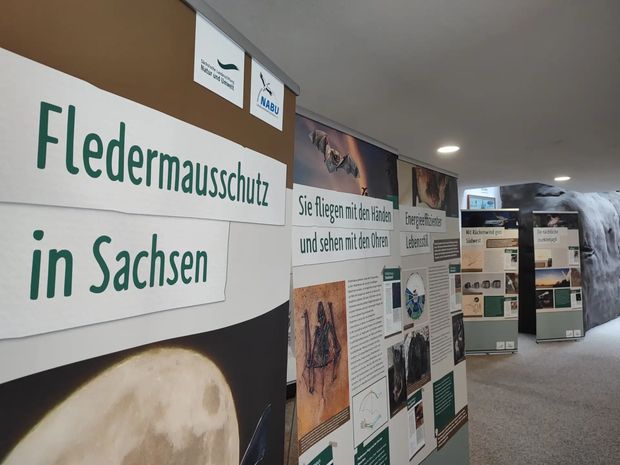 Fledermausschutz in Sachsen – Auf den Spuren der lautlosen Jäger der Nacht